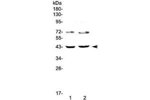 Western blot testing of 1) human HeLa and 2) human SW620 cell lysate with TSPAN12 antibody at 0. (TSPAN12 antibody)