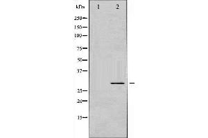 Western Blotting (WB) image for anti-BCL2-Like 1 (BCL2L1) (pSer62) antibody (ABIN1845403) (BCL2L1 antibody  (pSer62))
