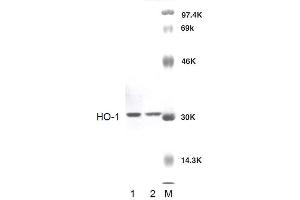 Western blot analysis of Rat Brain cell lysates showing detection of HO-1 protein using Rabbit Anti-HO-1 Polyclonal Antibody . (HMOX1 antibody  (PE))