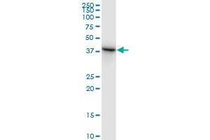 STOML2 MaxPab polyclonal antibody. (STOML2 antibody  (AA 1-356))