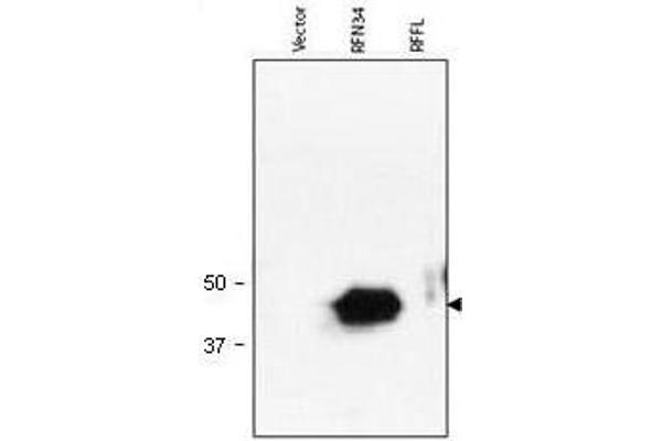 RNF34 antibody  (AA 1-373)