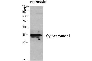 Western Blot analysis of various cells using Cytochrome c1 Polyclonal Antibody diluted at 1:500. (Cytochrome C1 antibody  (AA 110-190))