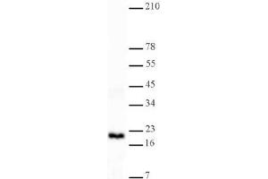 Western Blotting (WB) image for anti-Histone 3 (H3) (H3K4me2) antibody (ABIN577702) (Histone 3 antibody  (H3K4me2))