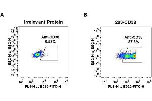 Expi 293 cell line transfected with irrelevant protein  (left) and human CD38  (right) were surface stained with Rabbit anti-CD38 monoclonal antibody 1 μg/mL (clone: DM28) followed by Alexa 488-conjugated anti-rabbit IgG secondary antibody. (CD38 antibody  (AA 43-300))