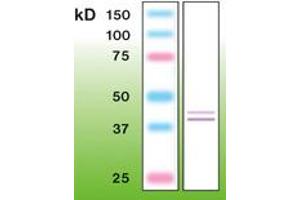 Image no. 1 for anti-Mitogen-Activated Protein Kinase 1 (MAPK1) (C-Term) antibody (ABIN6756688) (ERK2 antibody  (C-Term))