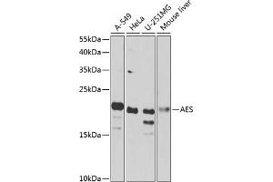 Western blot analysis of extracts of various cell lines, using AES antibody  at 1:1000 dilution. (AES antibody  (AA 1-264))