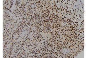 ABIN6277250 at 1/100 staining Rat spleen tissue by IHC-P. (PCBP2 antibody  (Internal Region))