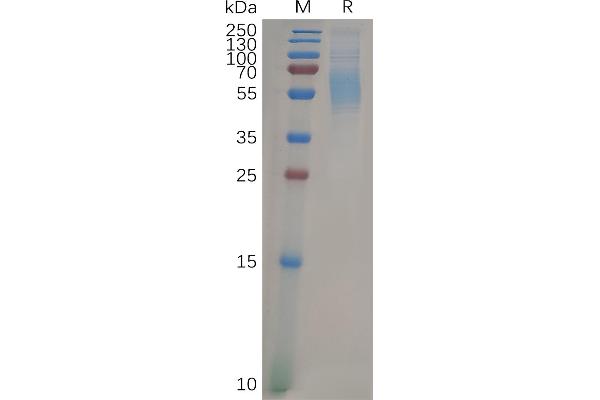 SIGLEC9 Protein (AA 18-348) (His tag)