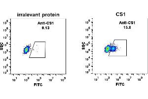 Expi 293 cell line transfected with irrelevant protein  (left) and human CS1  (right) were surface stained with Rabbit anti-CS1monoclonal antibody 1 μg/mL (clone: DM9) followed by Alexa 488-conjugated anti-rabbit IgG secondary antibody. (Catalase antibody  (AA 23-226))
