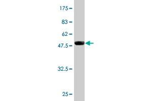 Western Blot detection against Immunogen (51. (DNAJC3 antibody  (AA 1-234))