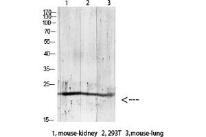 Western blot analysis of RAT-brain lysate, antibody was diluted at 1:1000. (GREM2 antibody  (AA 71-120))