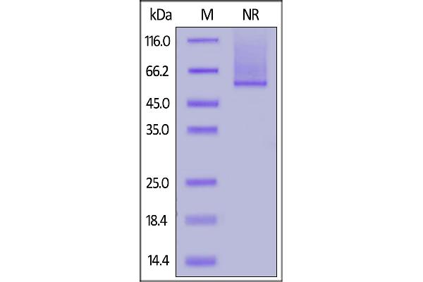 GPC2 Protein (AA 24-554) (His tag)