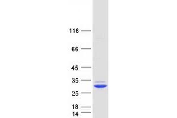 FKBP14 Protein (Myc-DYKDDDDK Tag)