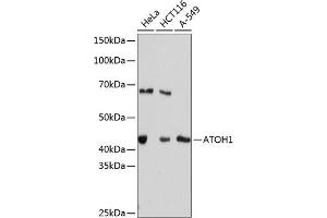 Western blot analysis of extracts of various cell lines, using  Rabbit mAb (ABIN7265714) at 1:1000 dilution. (ATOH1 antibody)