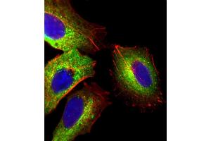 Immunofluorescent analysis of 4% paraformaldehyde-fixed, 0. (Fetuin A antibody  (C-Term))