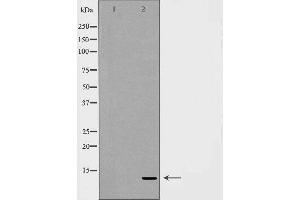 Western blot analysis of extracts of MCF7 , using SUMO3 antibody. (SUMO3 antibody  (C-Term))