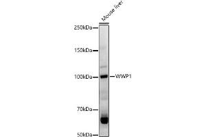 Western blot analysis of extracts of Mouse liver, using WWP1 antibody (ABIN7271394) at 1:1000 dilution. (WWP1 antibody  (AA 1-260))