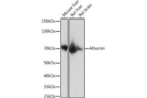 Western blot analysis of extracts of various cell lines, using Bovine Serum Albumin / BSA Rabbit mAb (ABIN7265527) at 1:10000 dilution. (Albumin antibody)