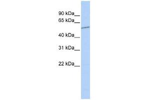 SLC39A7 antibody used at 1 ug/ml to detect target protein. (SLC39A7 antibody)