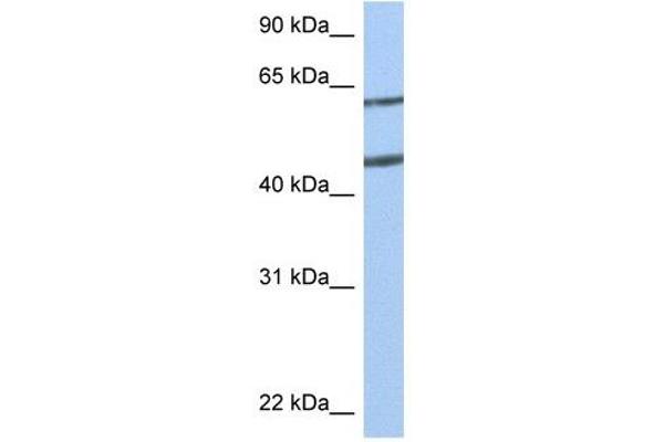 Netrin 4 antibody  (N-Term)