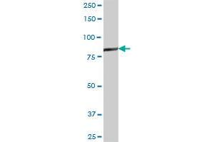 GSN MaxPab polyclonal antibody. (Gelsolin antibody  (AA 1-782))