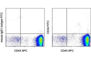 Image no. 1 for anti-CD34 (CD34) antibody (FITC) (ABIN474253) (CD34 antibody  (FITC))