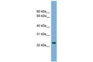 Image no. 1 for anti-FEV (ETS Oncogene Family) (FEV) (AA 35-84) antibody (ABIN6745634) (FEV antibody  (AA 35-84))