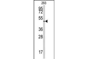 Western blot analysis of anti-E2F1 Antibody (S332) in 293 cell line lysates (35ug/lane) (E2F1 antibody  (AA 310-344))