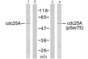 Western blot analysis of extracts from A2780 cells using cdc25A (Ab-75) antibody (E021163, Lane 1 and 2) and cdc25A (phospho-Ser75) antibody (E011138, Lane 3 and 4) (CDC25A antibody  (pSer75))