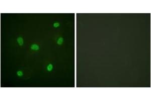 Immunofluorescence analysis of HeLa cells, using Histone H2B (Ab-5) Antibody. (Histone H2B antibody  (AA 1-50))