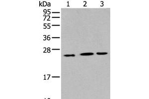 Western blot analysis of Hepg2 Hela and A549 cell using IL6 Polyclonal Antibody at dilution of 1:400 (IL-6 antibody)