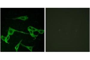 Immunofluorescence (IF) image for anti-Histamine Receptor H2 (HRH2) (AA 131-180) antibody (ABIN2890884) (HRH2 antibody  (AA 131-180))