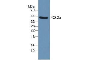 Figure. (QPCT antibody  (AA 29-361))