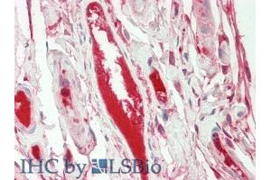 IHC-P analysis of Human Intestine Tissue, with HE staining. (FGA antibody  (AA 124-214))