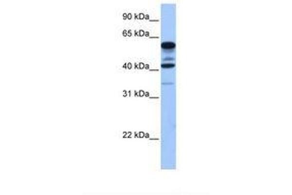 FAM46C antibody  (AA 230-279)