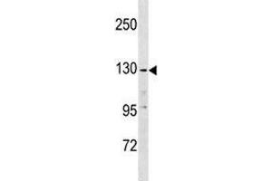 Anti-EGF antibody western blot analysis in K562 lysate (EGF antibody  (AA 940-967))