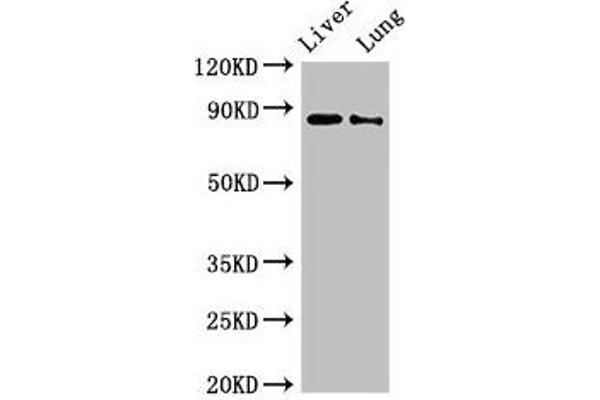 DENND1C antibody  (AA 601-801)