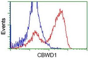 Flow Cytometry (FACS) image for anti-COBW Domain Containing 1 (CBWD1) antibody (ABIN1497114) (CBWD1 antibody)