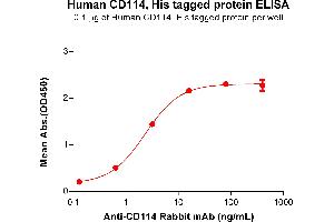 ELISA plate pre-coated by 1 μg/mL (100 μL/well) Human CD114 protein, His Tag (ABIN6961136, ABIN7042301 and ABIN7042302) can bind Anti-CD114 Rabbit mAb in a linear range of 0. (CSF3R Protein (AA 25-622) (His tag))