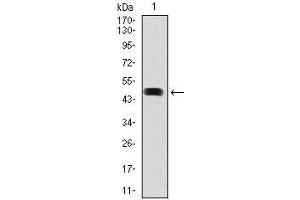 Western Blotting (WB) image for anti-Heat Shock Protein 90kDa alpha (Cytosolic), Class A Member 1 (HSP90AA1) antibody (ABIN969528)