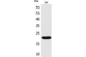 Western Blot analysis of 293 cells using CMTM6 Polyclonal Antibody. (CMTM6 antibody  (C-Term))