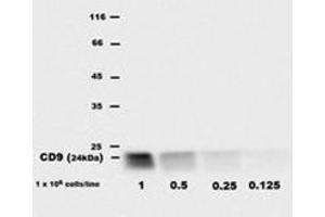 Western Blotting (WB) image for anti-CD9 (CD9) antibody (APC) (ABIN614775) (CD9 antibody  (APC))