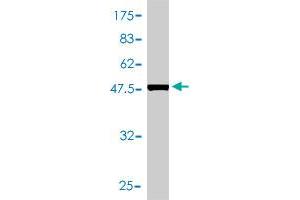 Western Blot detection against Immunogen (54. (Fc epsilon RI/FCER1A antibody  (AA 1-257))