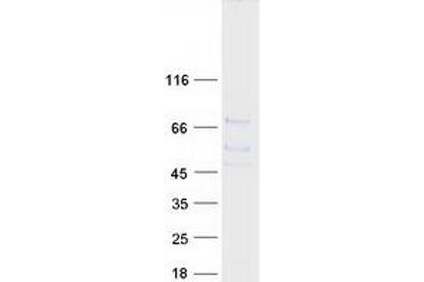 EXTL1 Protein (Myc-DYKDDDDK Tag)