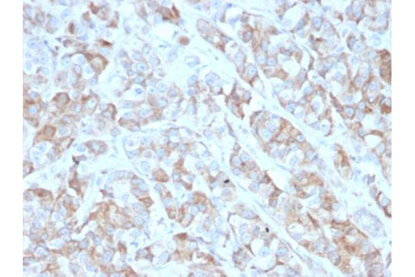 BCMA antibody  (AA 78-184)