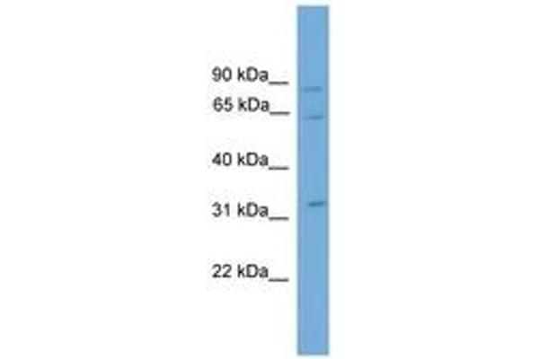 CAPN11 antibody  (AA 43-92)