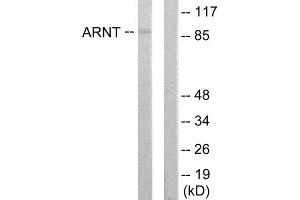 Western Blotting (WB) image for anti-Aryl Hydrocarbon Receptor Nuclear Translocator (ARNT) (N-Term) antibody (ABIN1849278) (ARNT antibody  (N-Term))