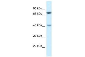 Western Blot showing Prmt7 antibody used at a concentration of 1. (PRMT7 antibody  (C-Term))