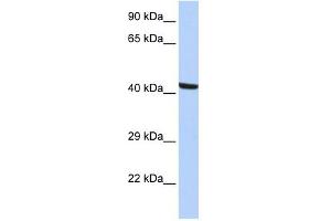 Kaptin antibody used at 1 ug/ml to detect target protein. (KPTN antibody)