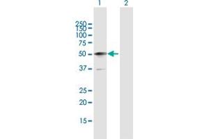 Western Blot analysis of TP53 expression in transfected 293T cell line by TP53 MaxPab polyclonal antibody. (p53 antibody  (AA 1-393))